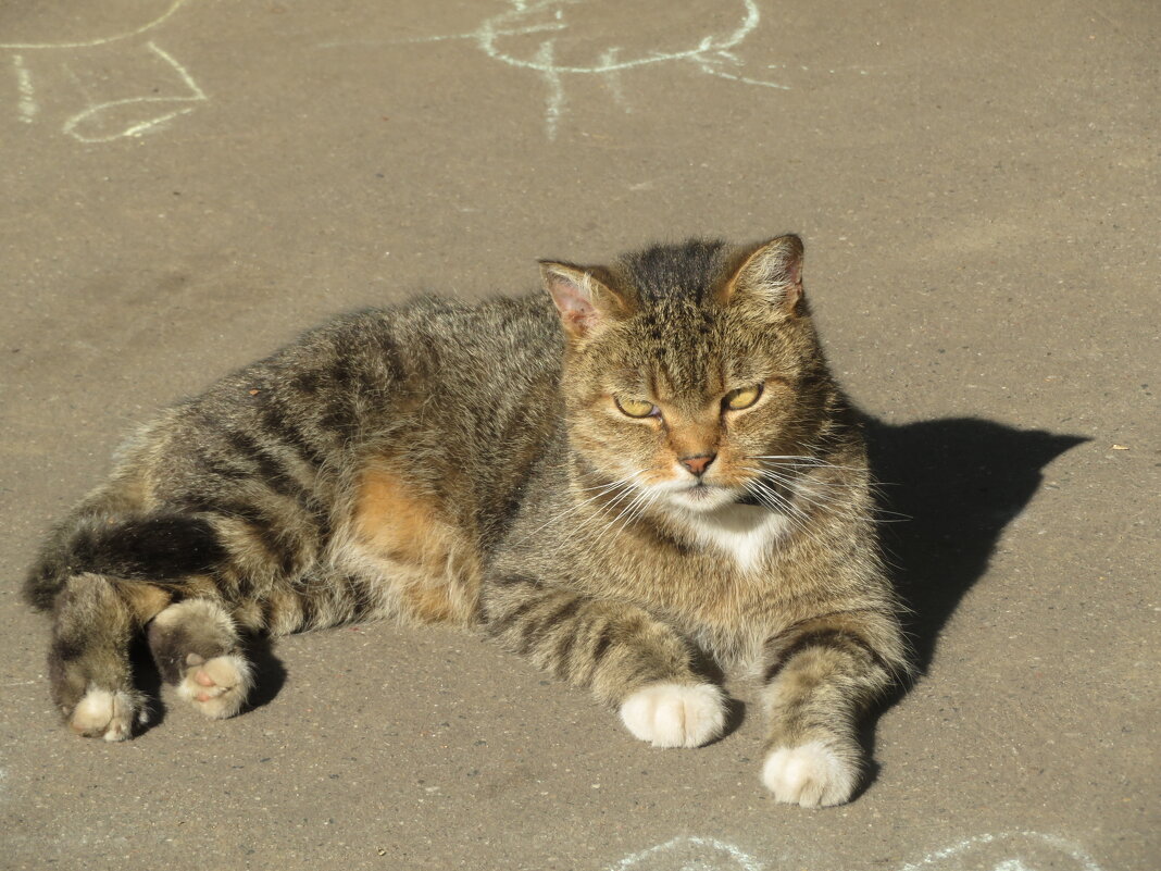 Кошка,которая гуляет сама по себе. - Зинаида 