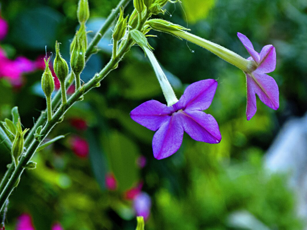 Наши цветы - Валентин Семчишин Наши цветы - Валентин Семчишин