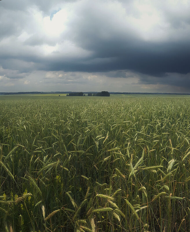 *** - Сергей Жуков
