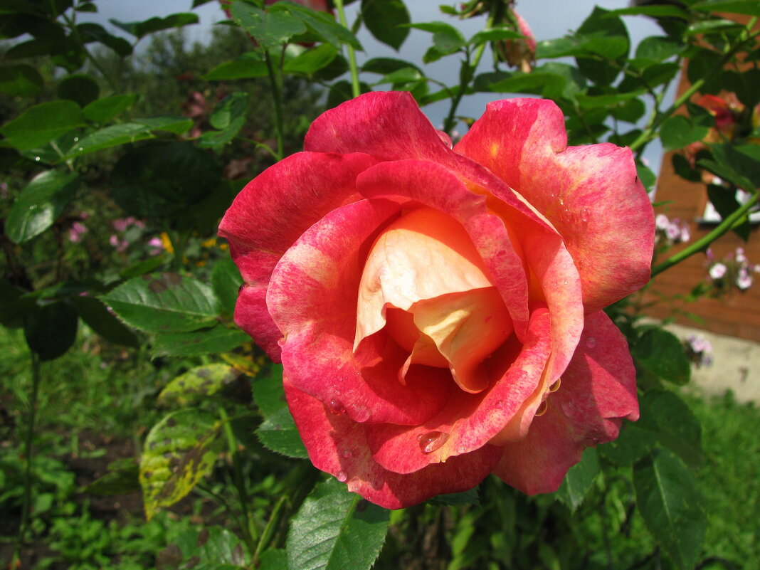 Красотка - Людмила Смородинская Красотка - Людмила Смородинская