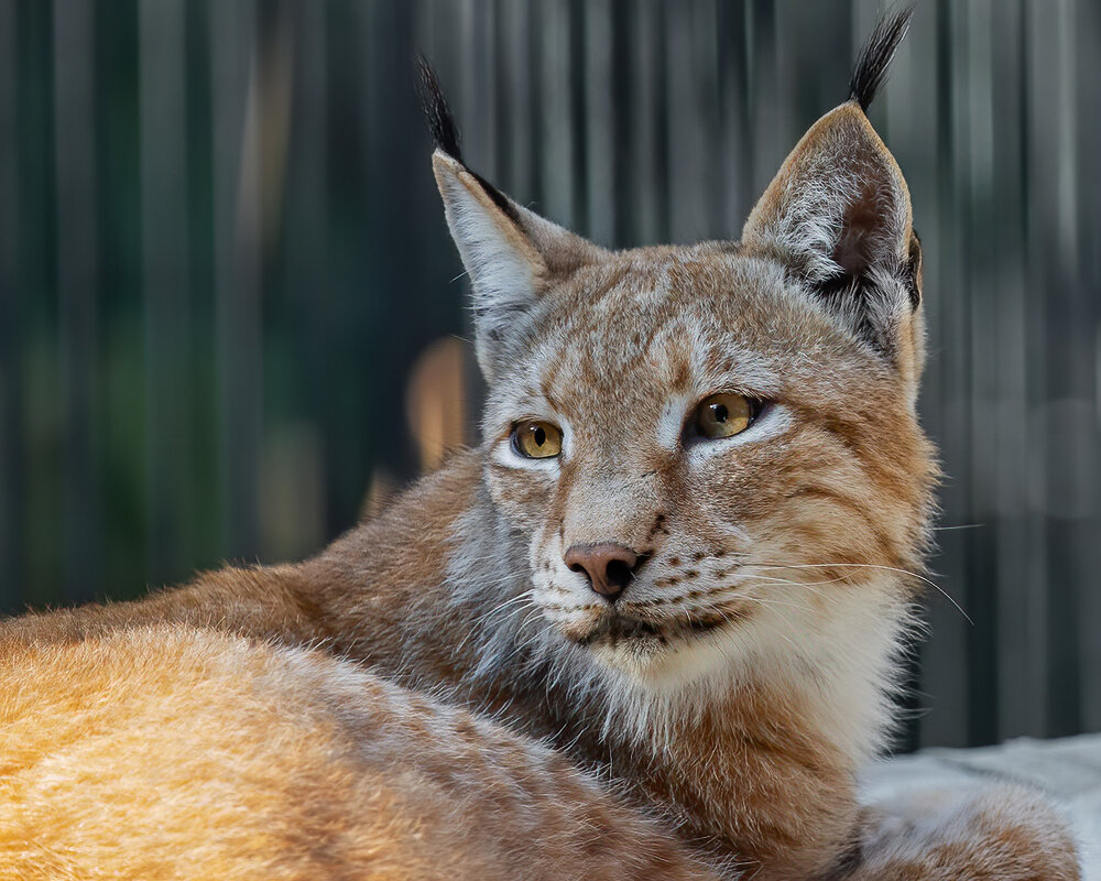Рысь - Владимир Габов