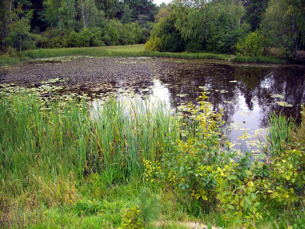 Природа...! - Лия ☼ Природа...! - Лия ☼