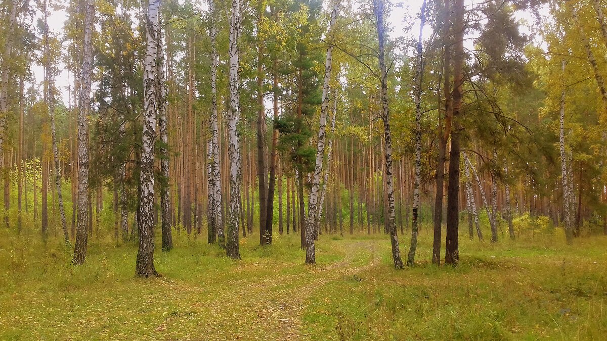 Засентябрило . - Мила Бовкун