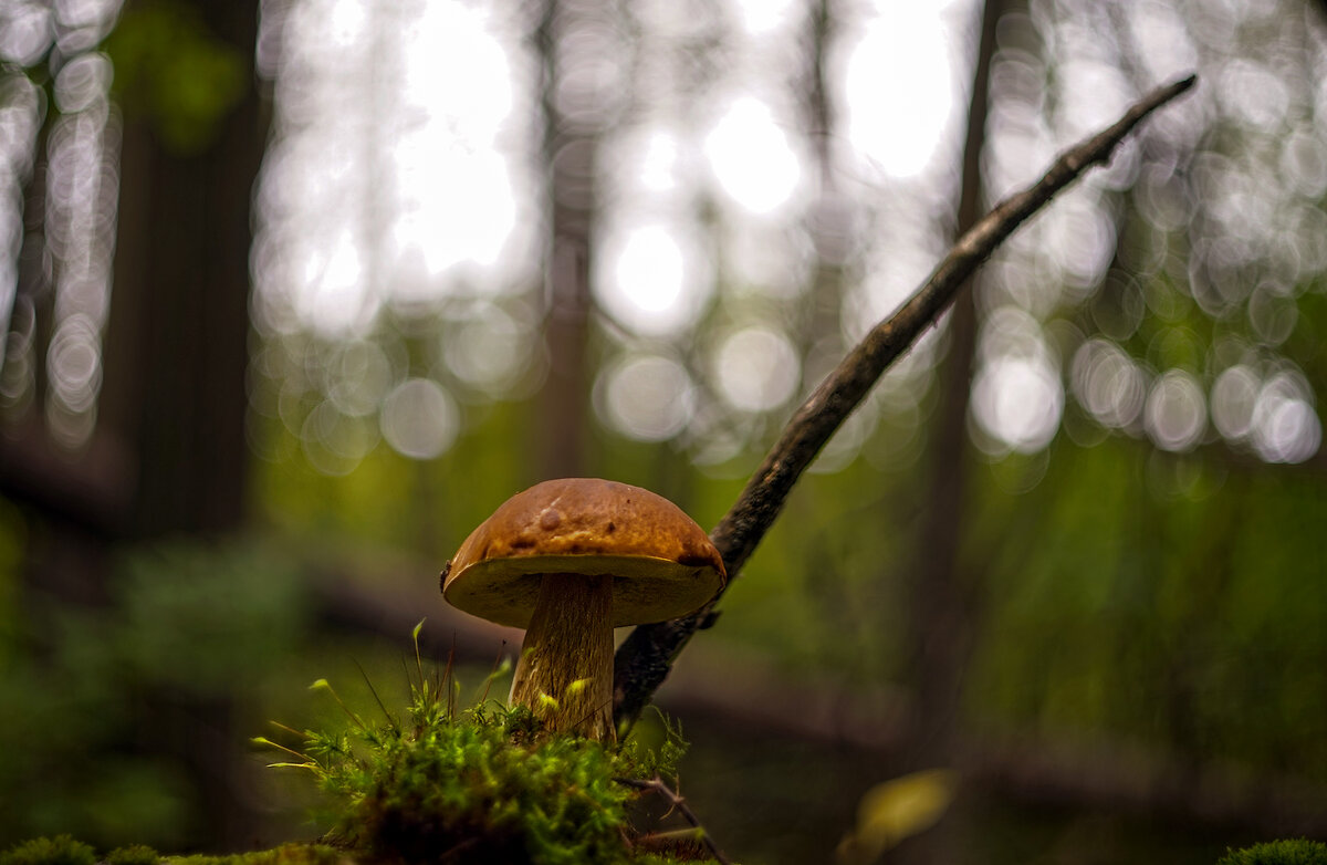 Оруженосец - sorovey Sol