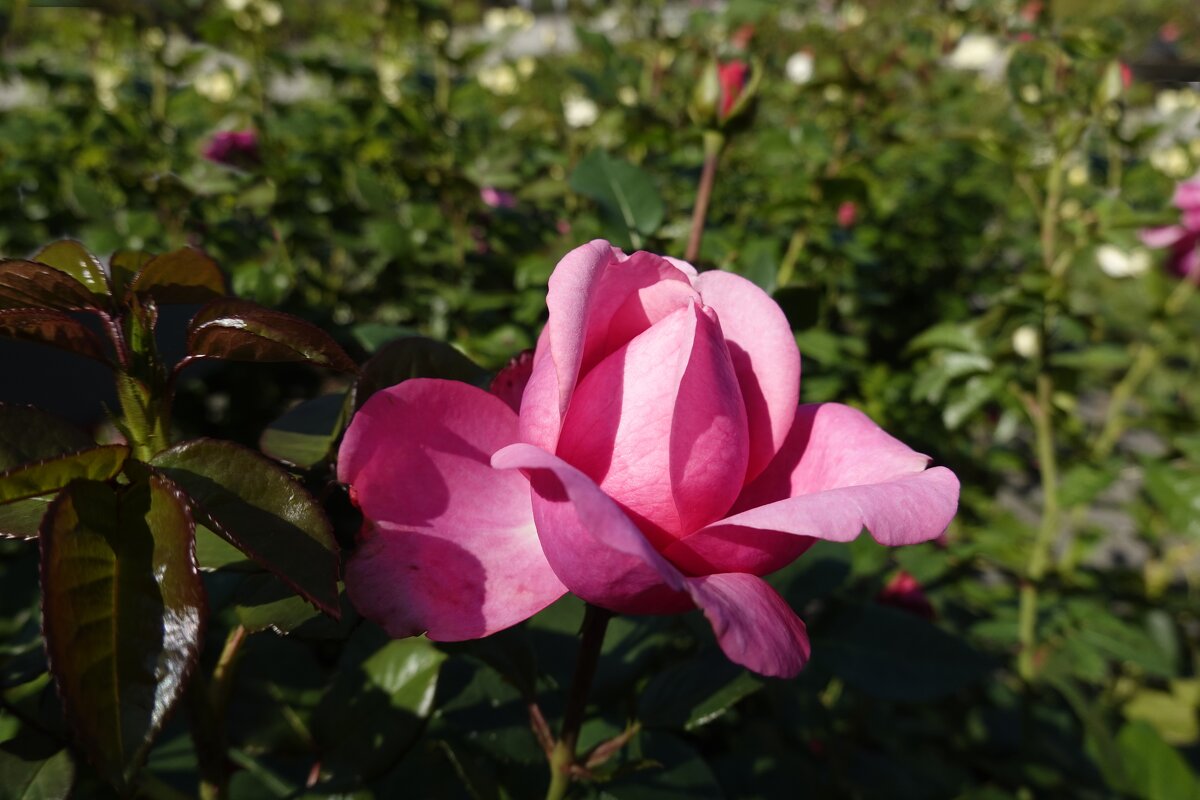 ... - Galina Dzubina ... - Galina Dzubina