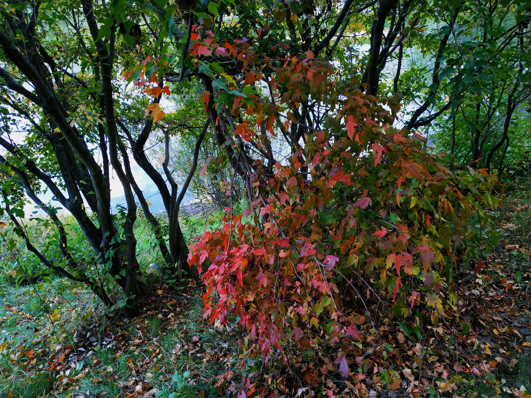 * * * - Андрей Лукьянов * * * - Андрей Лукьянов