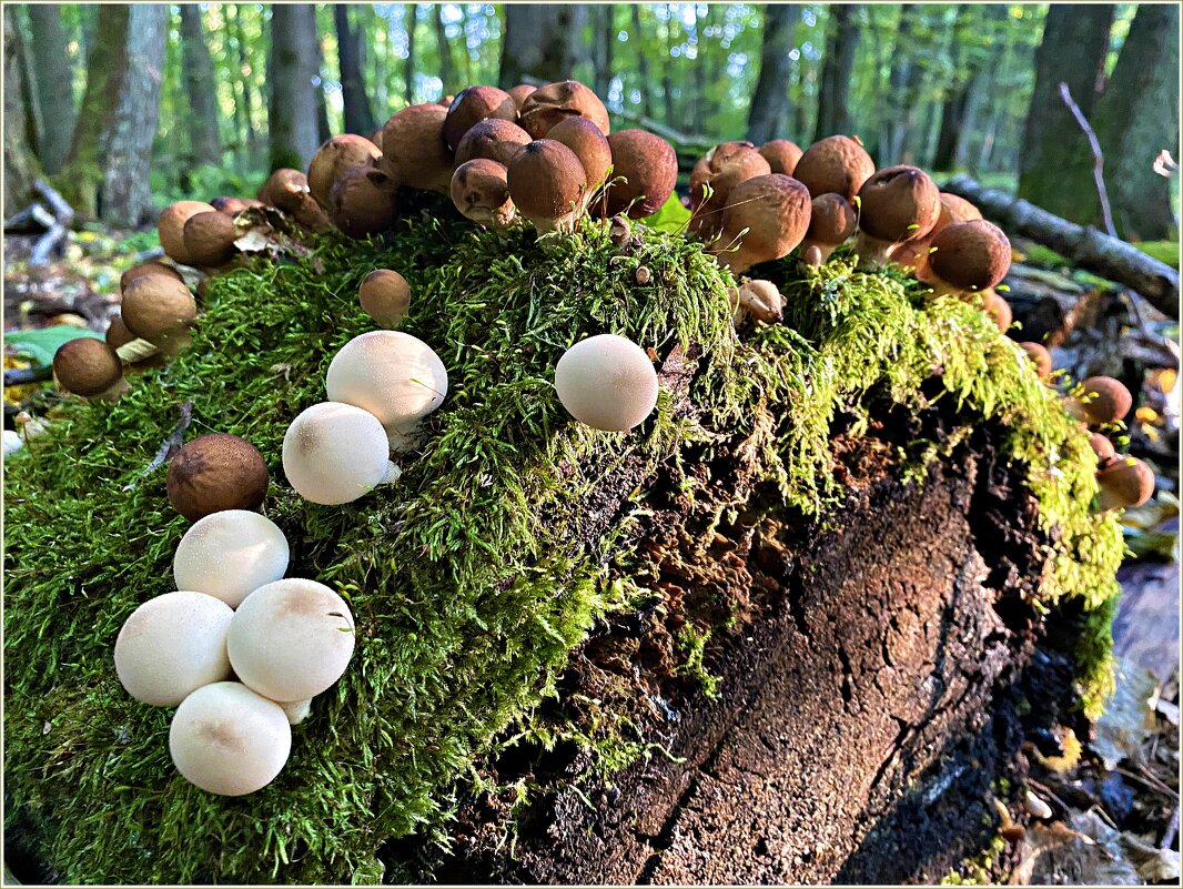 Дождевики. - Валерия Комова Дождевики. - Валерия Комова