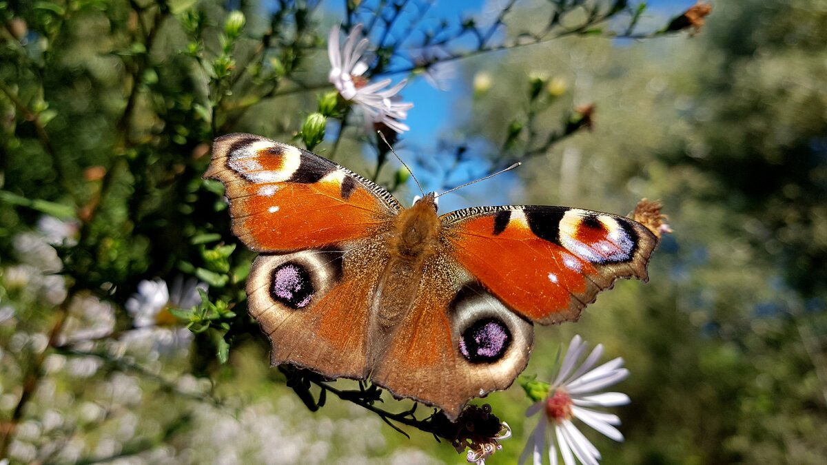 из вчерашнего улова - бабочки середины сентября 3 - Александр Прокудин из вчерашнего улова - бабочки середины сентября 3 - Александр Прокудин