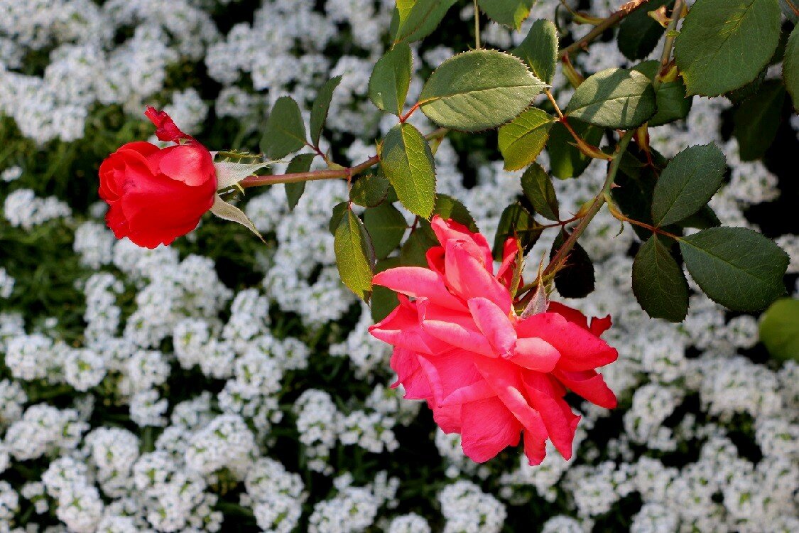 Аромат розы с ароматом алиссума - Надежд@ Шавенкова