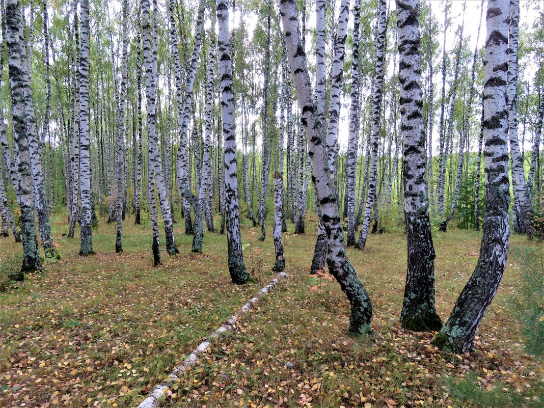РУССКИЕ БЕРЕЗЫ - НАТАЛЬЯ 