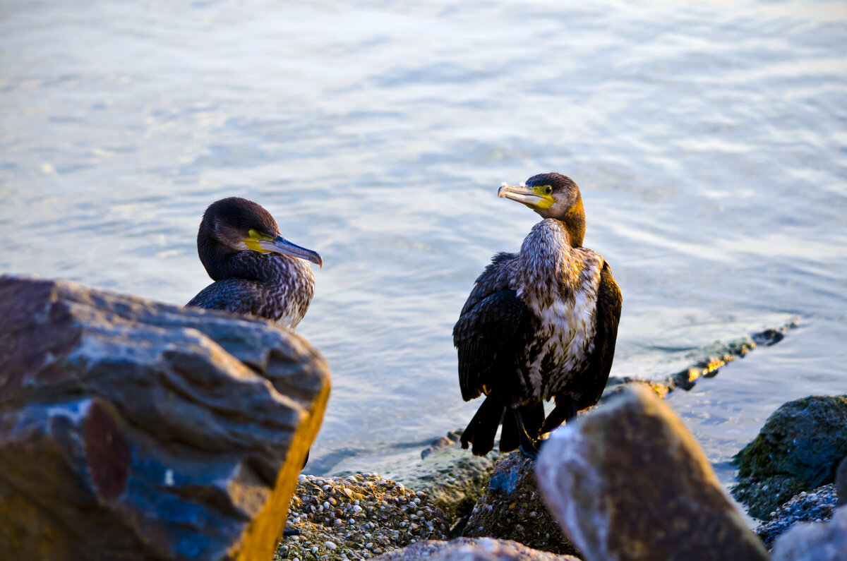 -Сам баклан... Мама говорит, что я орел )) - Татьяна Евдокимова -Сам баклан... Мама говорит, что я орел )) - Татьяна Евдокимова