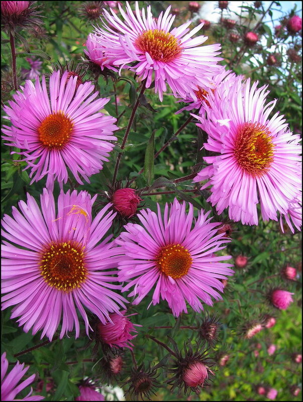 Осенняя красота - Людмила Смородинская