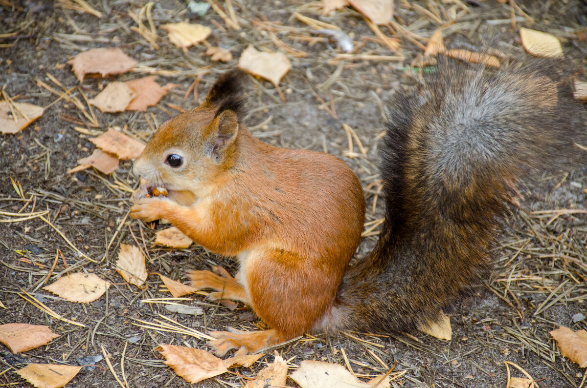 белочка - Елена Кордумова