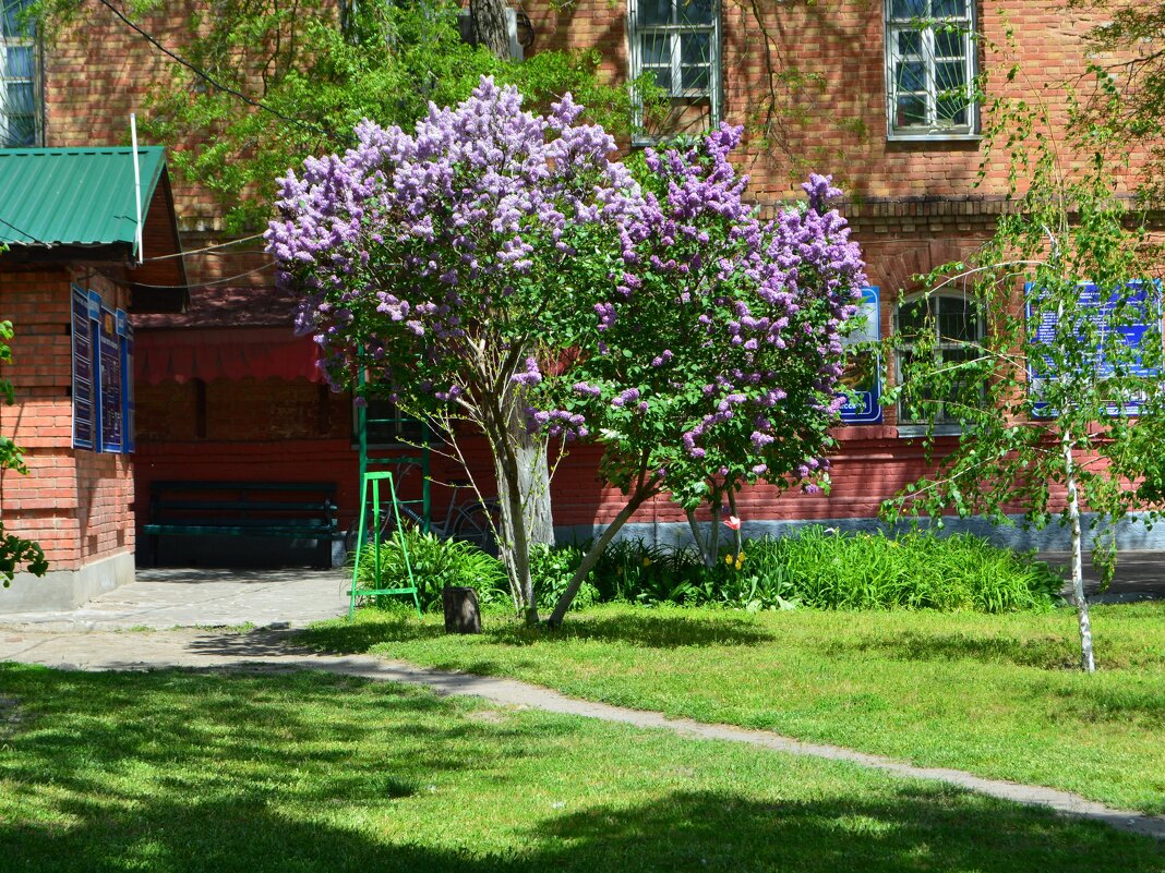 Старочеркасская. Цветёт сирень на Атаманском подворье. - Пётр Чернега