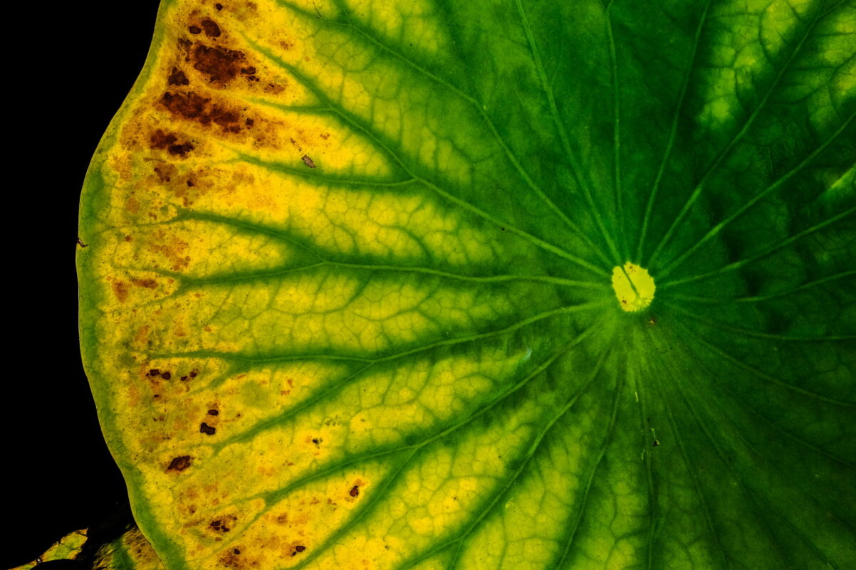 Обнаружена новая живая экзопланета - Георгий А Обнаружена новая живая экзопланета - Георгий А