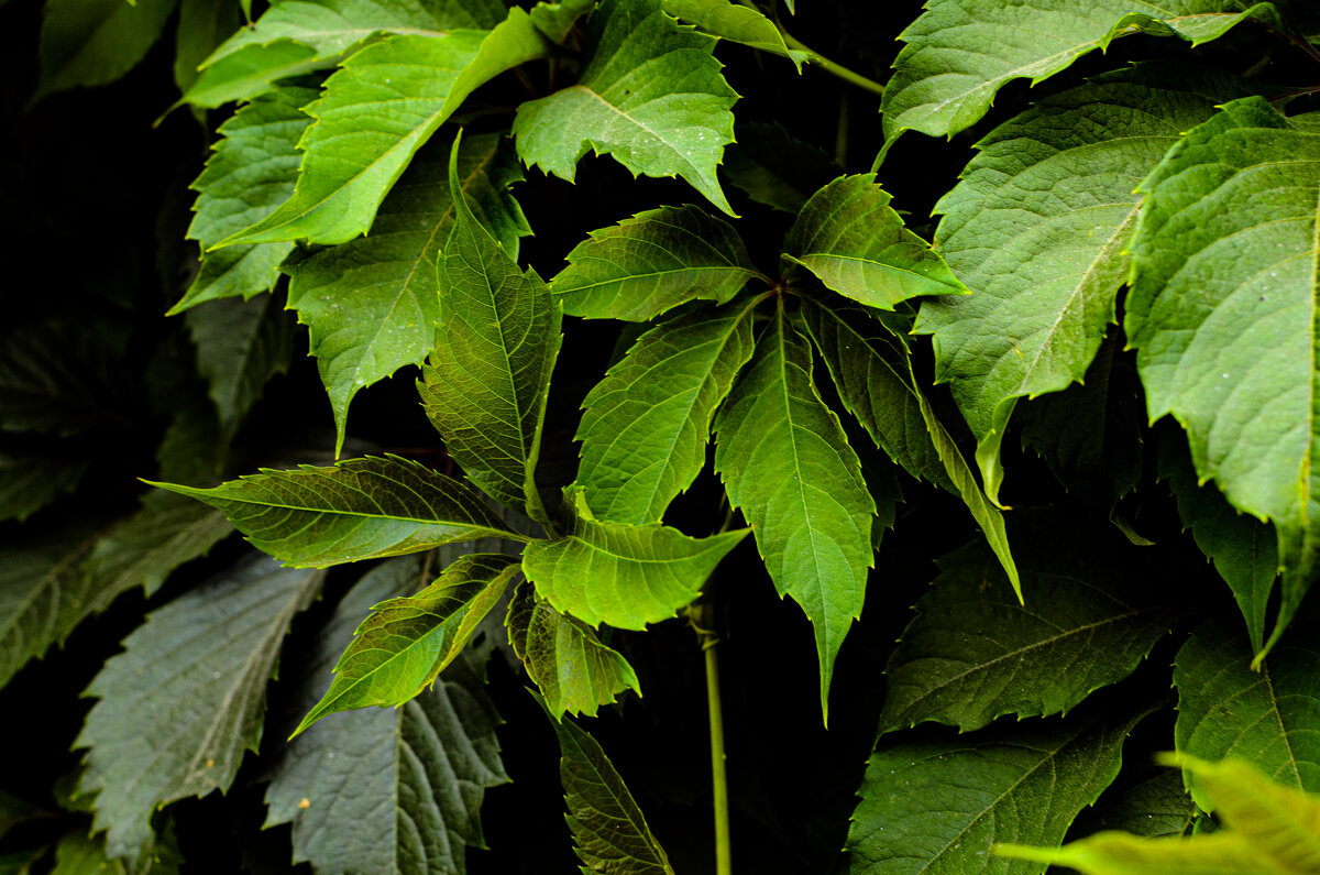 Зелень - Вадим Фотограф