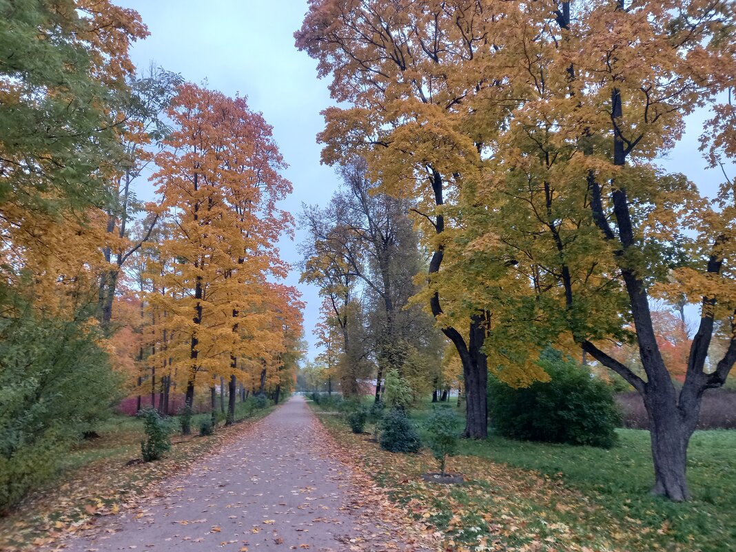 Осень - Сапсан 