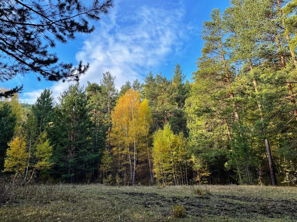 Небесный осенний лес. - Георгиевич Небесный осенний лес. - Георгиевич