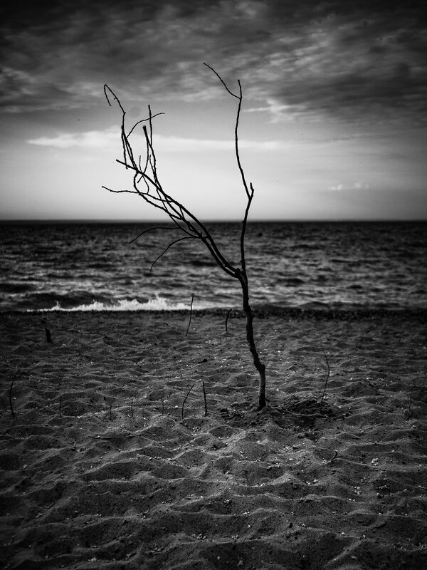 *** - Елена Берсенёва