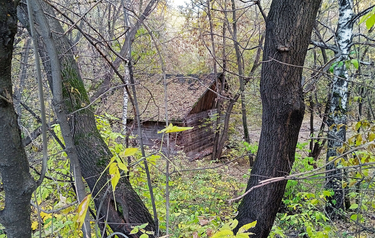 Лесная сторожка. - Евгений Шафер Лесная сторожка. - Евгений Шафер