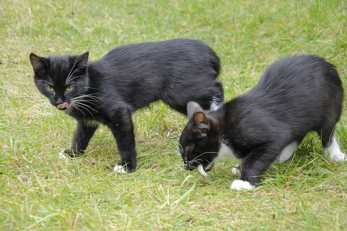 Кто кушает, а кто облизывается..... - Kliwo Кто кушает, а кто облизывается..... - Kliwo