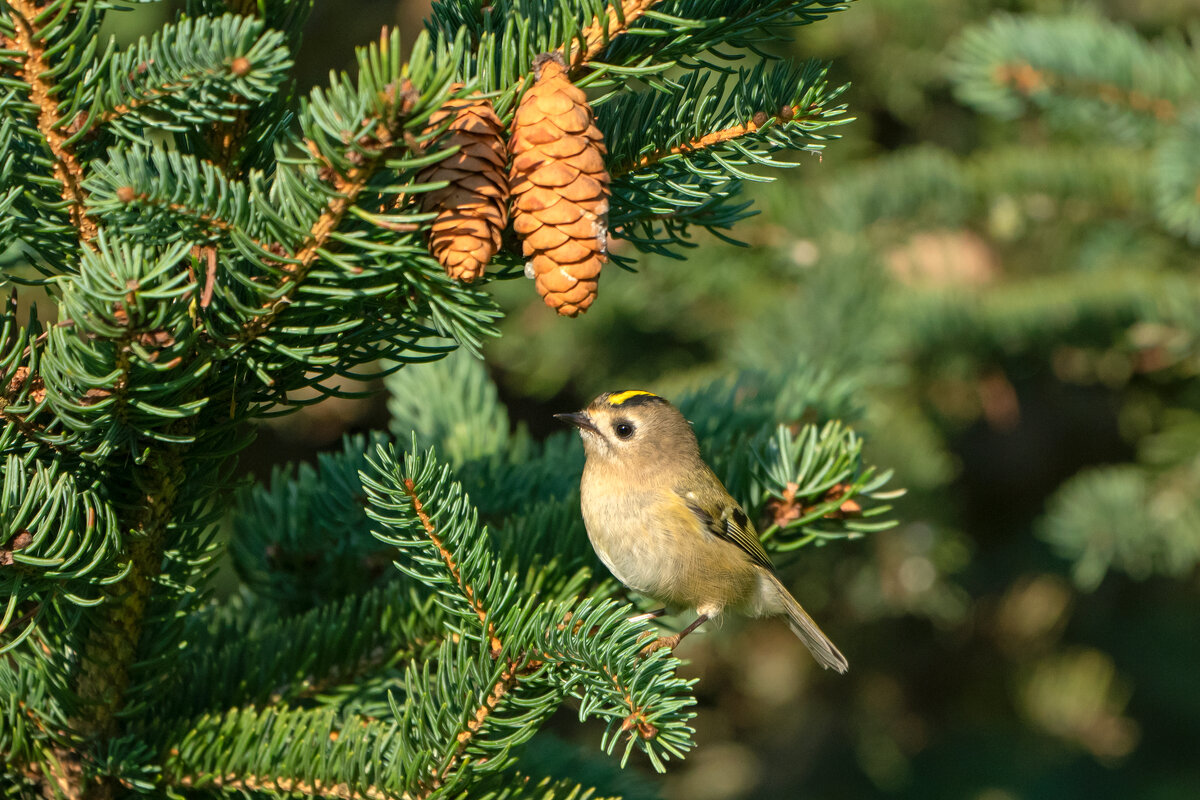Королек - Viktor Makarov