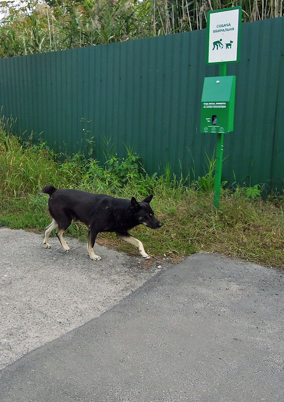 - Я пришёл, кто тут убирает за собаками? ) - Тамара Бедай - Я пришёл, кто тут убирает за собаками? ) - Тамара Бедай