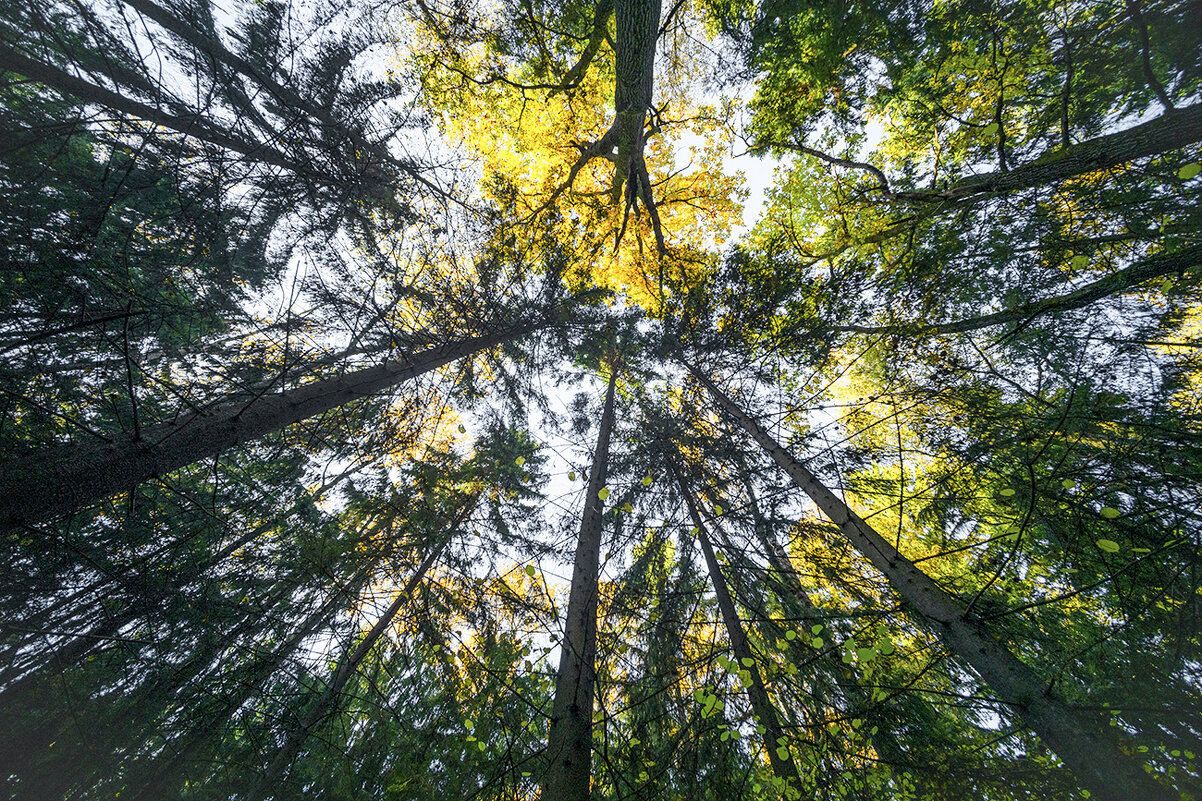 trees - Zinovi Seniak