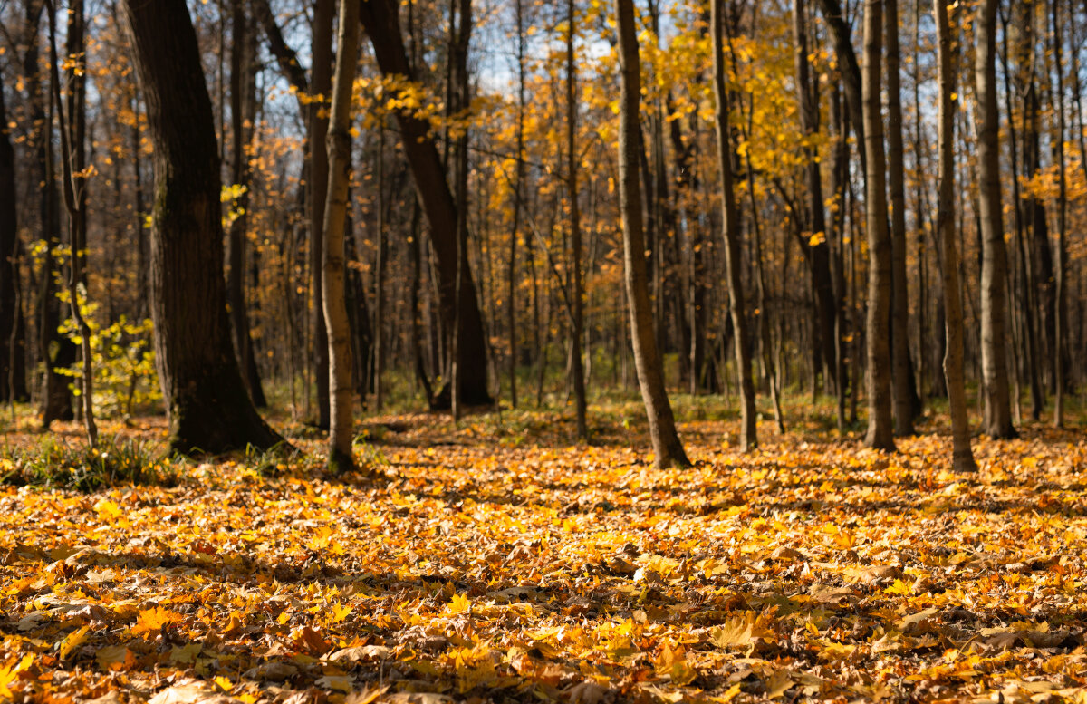 Бабье лето в Подмосковье - Олег Пученков Бабье лето в Подмосковье - Олег Пученков