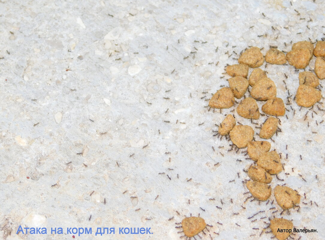 Муравьи атакуют кошкин корм. - Валерьян Запорожченко