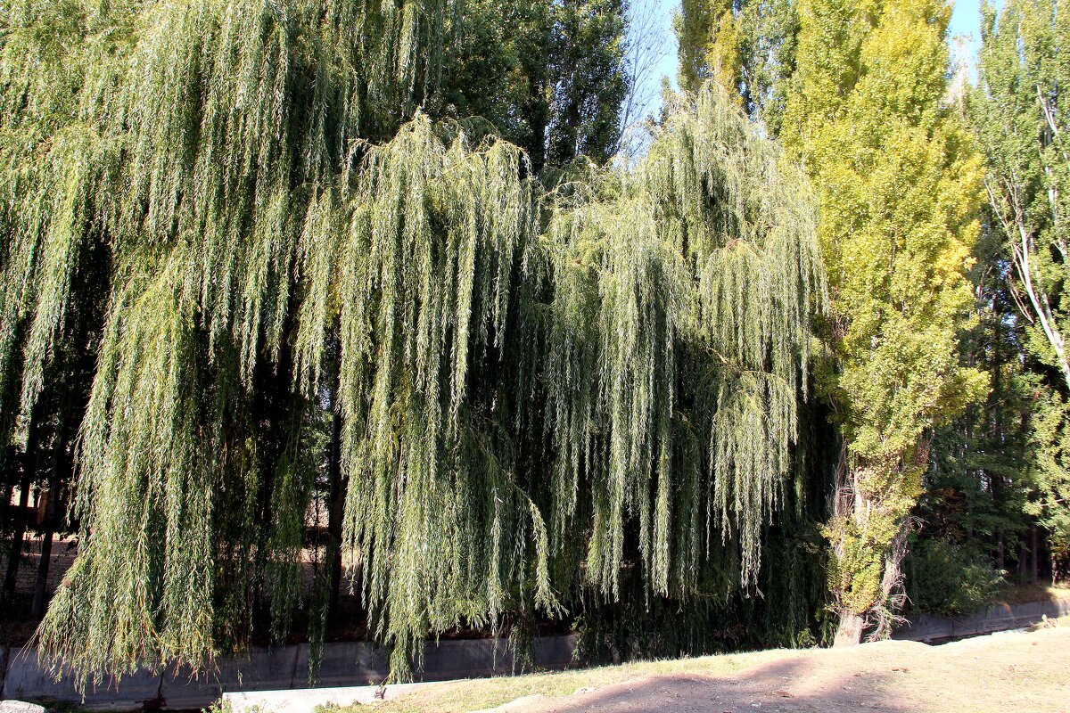 Верба - Николай 