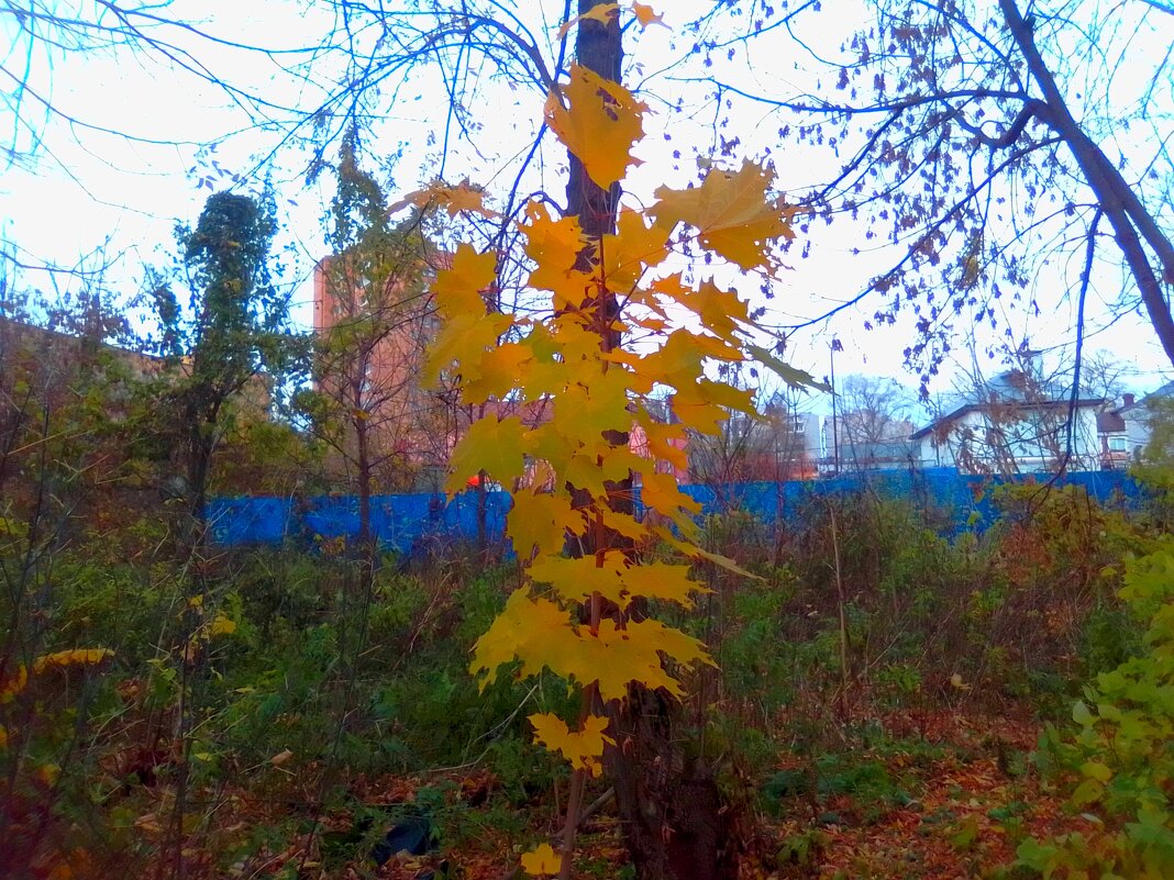 Краски  осени. - Игорь Чуев