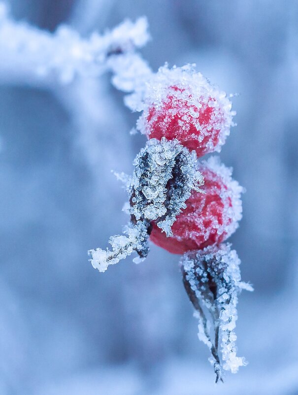 Шиповник в сахаре - Оксана Расторгуева