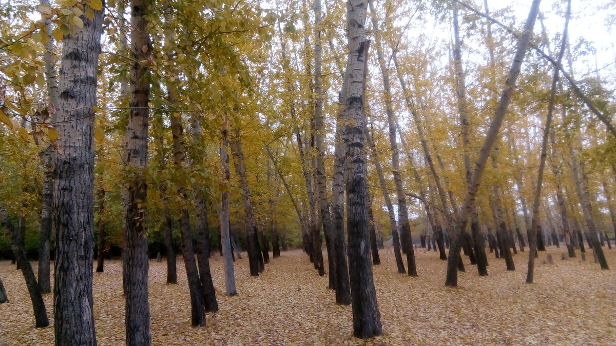 В тополях... - Георгиевич 