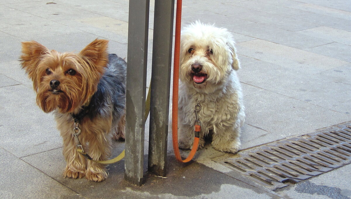 Злой пёсик, добрый пёсик - Gen Vel Злой пёсик, добрый пёсик - Gen Vel