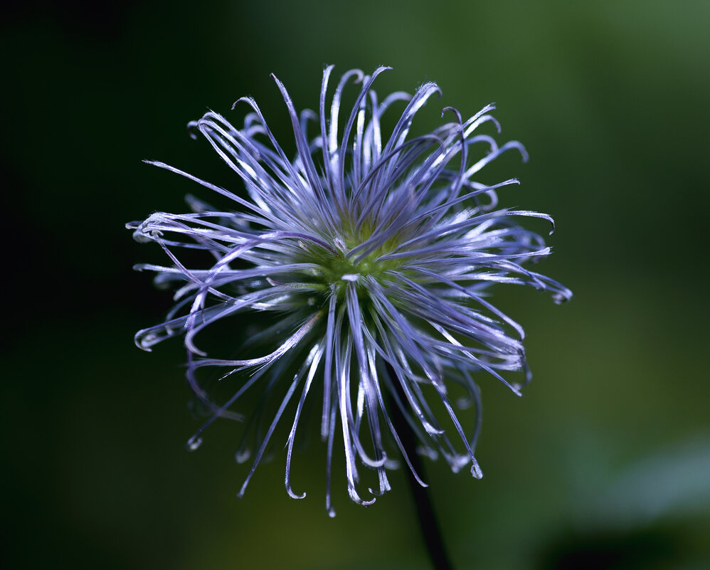 clematis - Zinovi Seniak