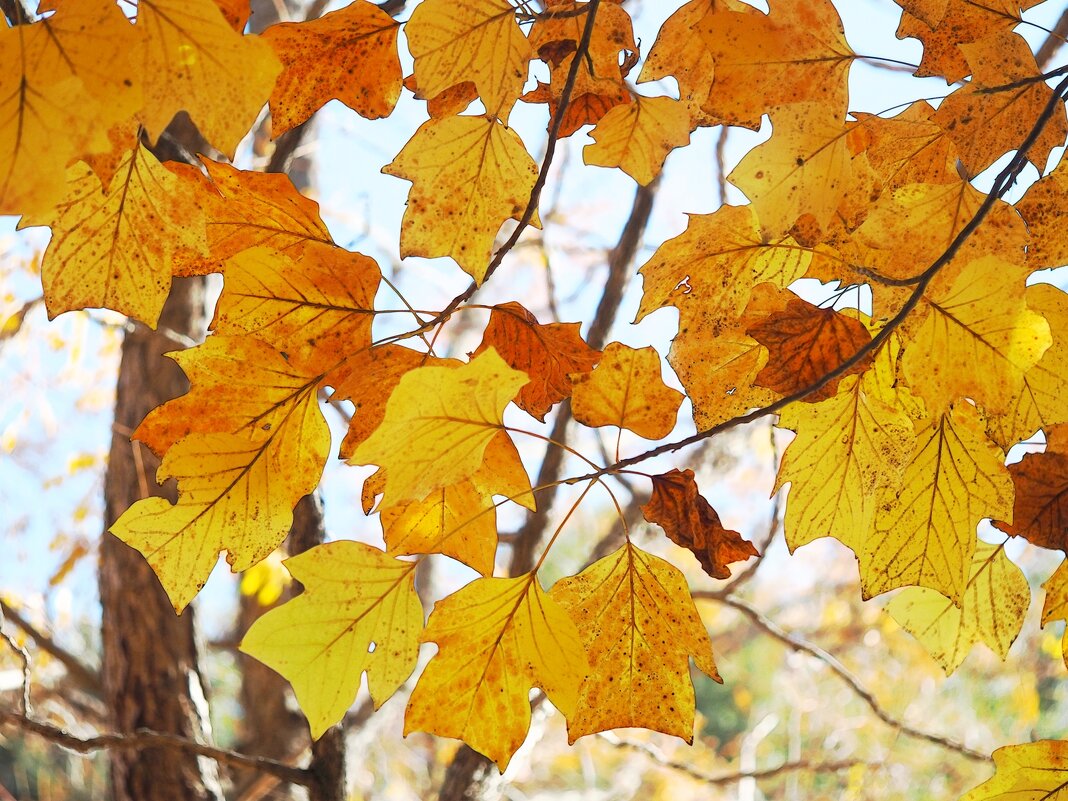 Liriodendron tulipifera Лириодендрон – тюльпановое дерево - wea *