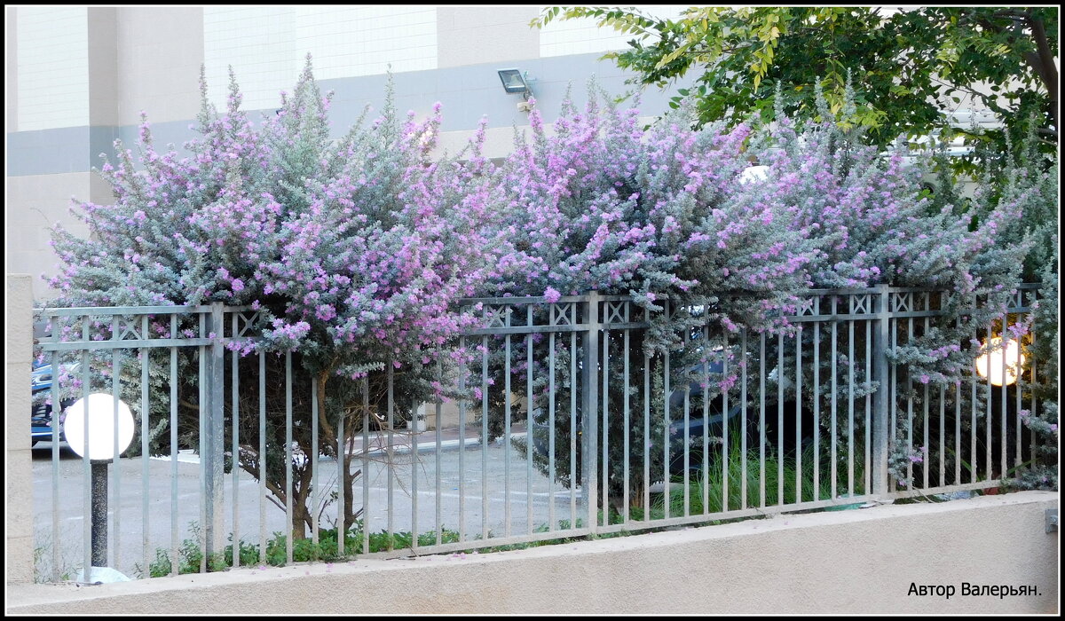 Леукофиллум - оформленный под деревца. - Валерьян Запорожченко