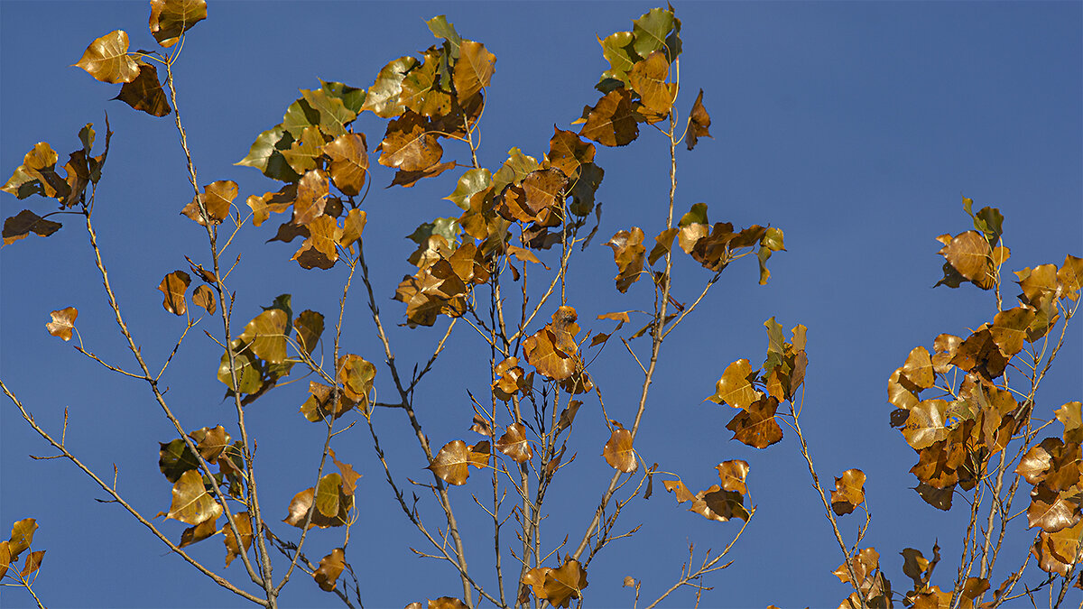 ***** - Petr @+ ***** - Petr @+