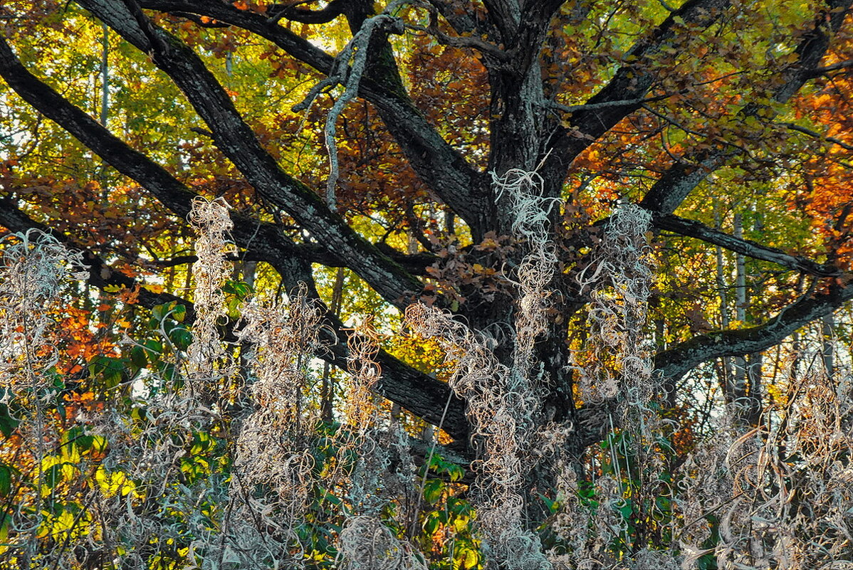 В октябре ... - Владимир Шошин В октябре ... - Владимир Шошин