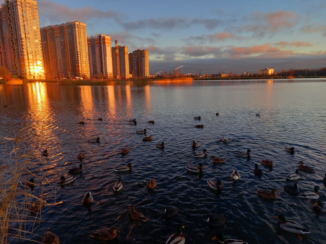 Утки - Сапсан 