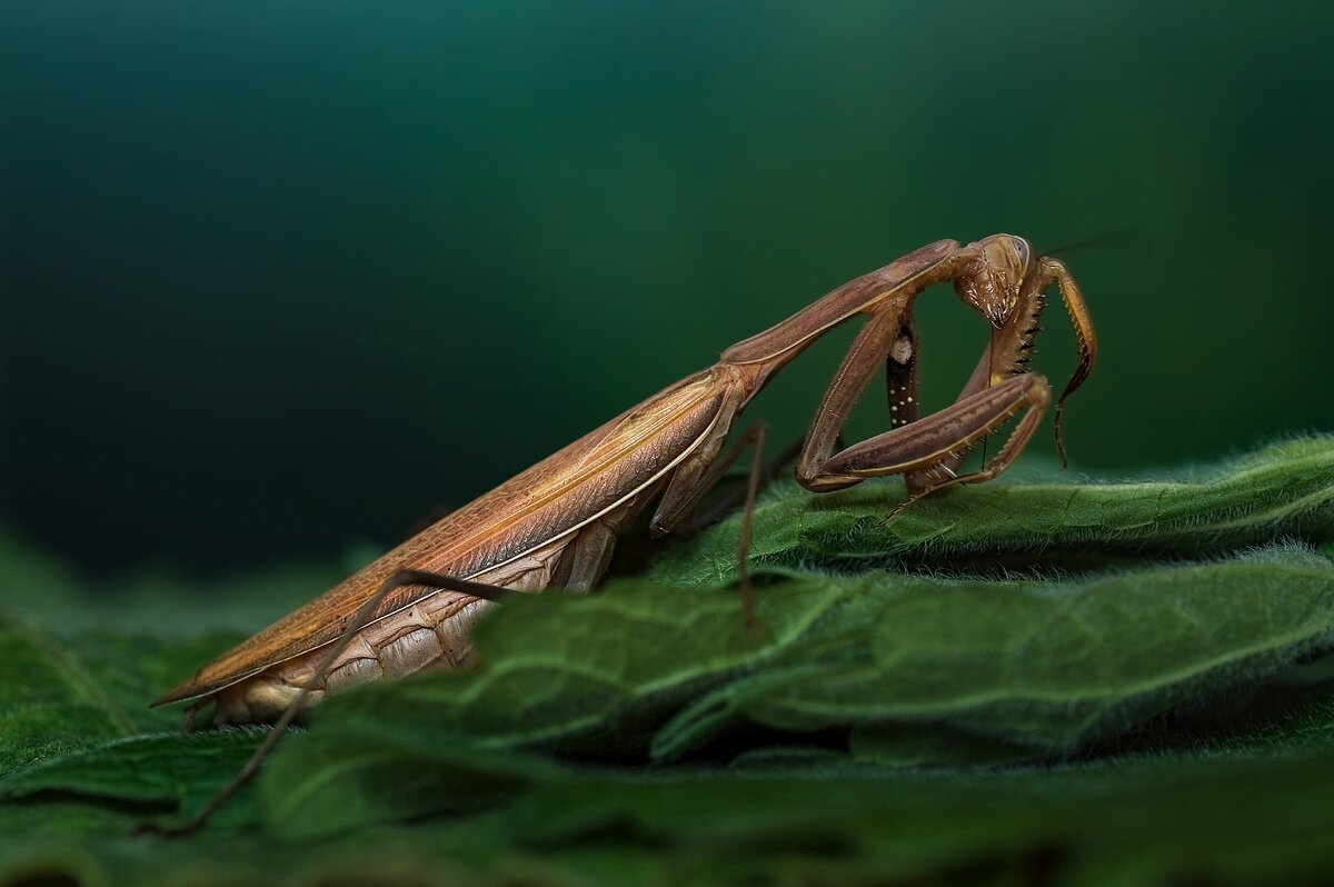 Кручина - Оксана Расторгуева