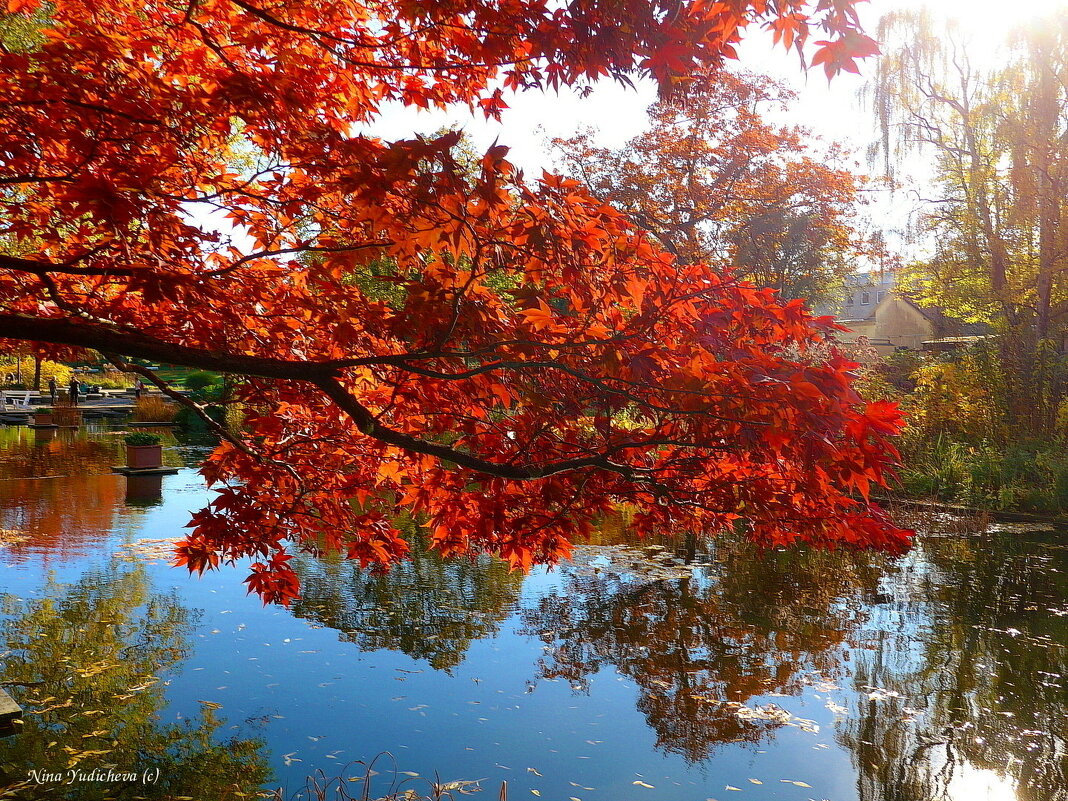 Японский клён над водой - Nina Yudicheva