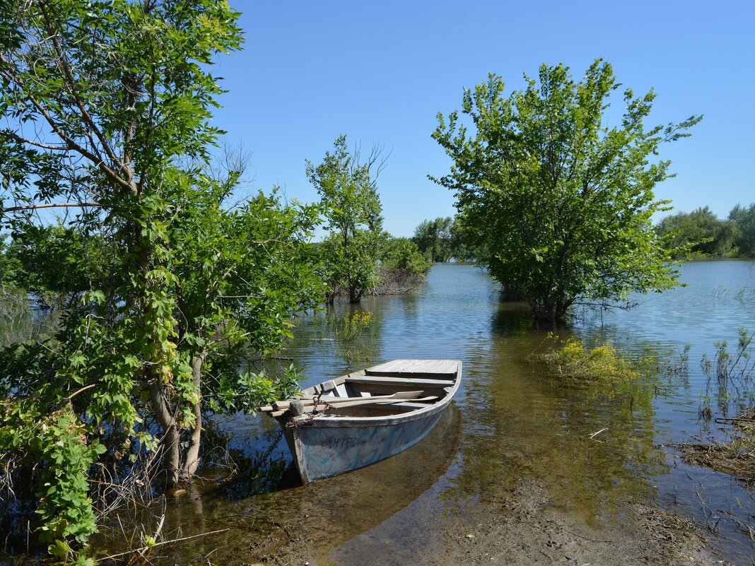 Пухляковский. Пойменный лес затопленный паводковой водой Дона. - Пётр Чернега