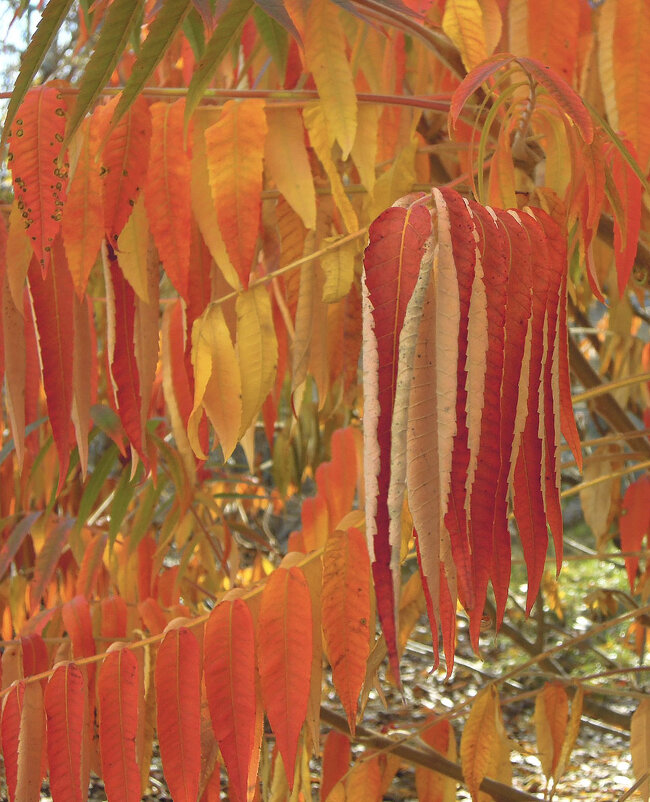 Игры осени с листвою ) - Тамара Бедай Игры осени с листвою ) - Тамара Бедай