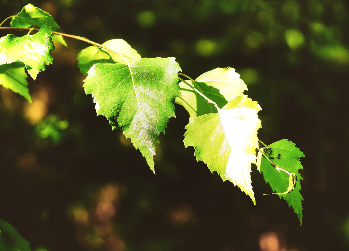 Вспоминая Июль - Сергей Царёв
