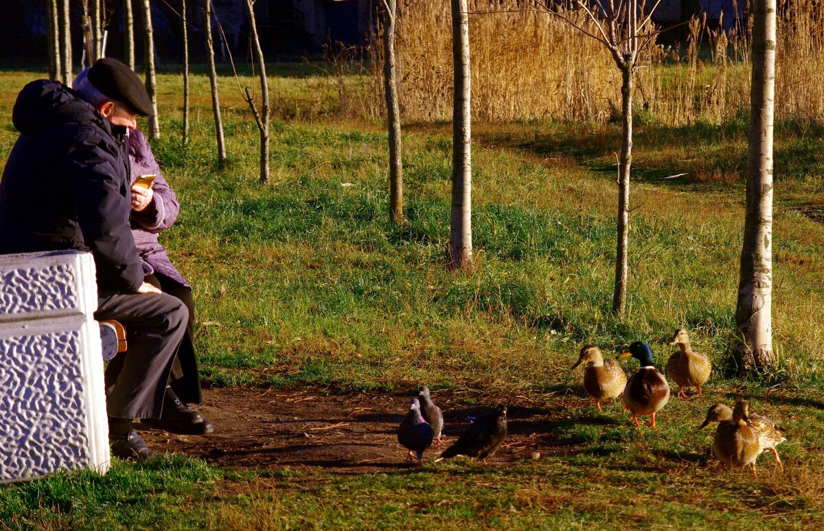 Они кормили голубей... - Юрий Куликов