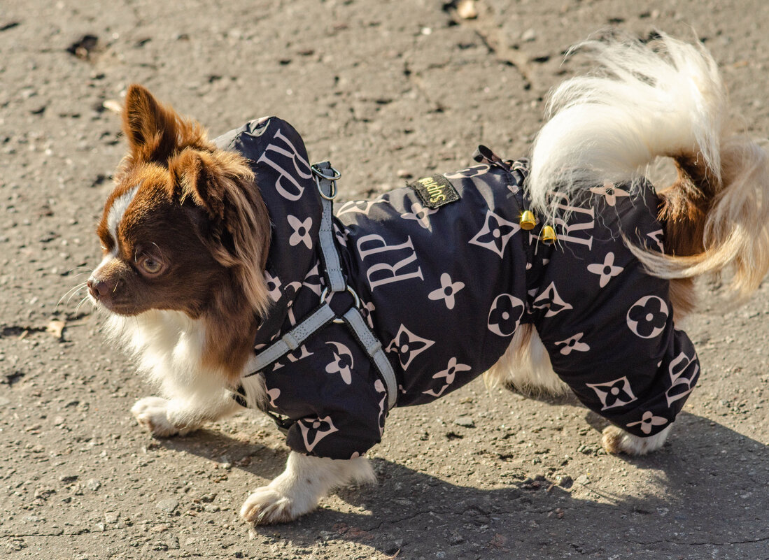 Vivitar 75-205 - Александр Леонов