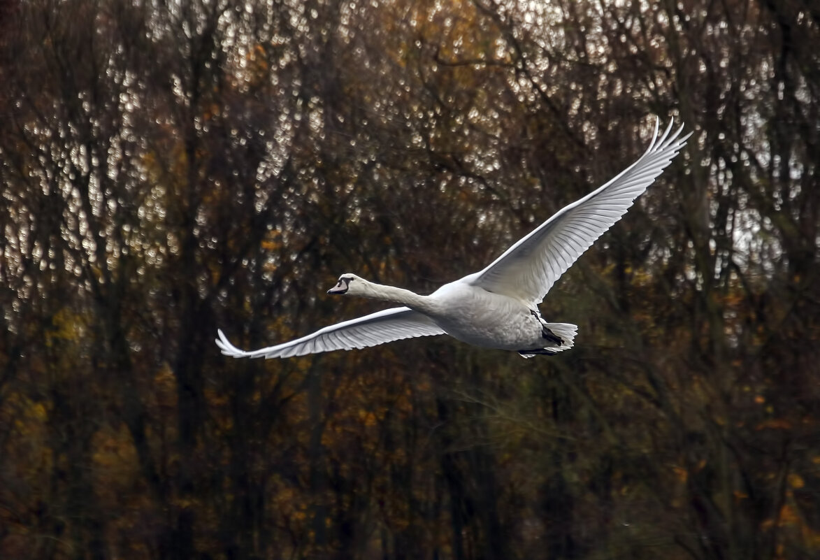 *** - Alexander Andronik