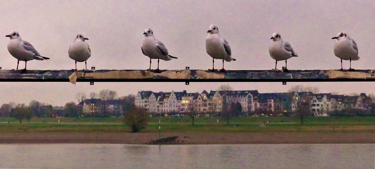 Первыми к призыву соблюдать дистанцию прислушались птицы - Владимир Манкер